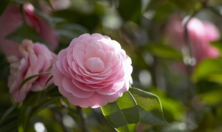 家里花养不活是什么原因（家里养不活花是什么原因?）