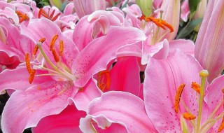 香水百合怎么养殖（香水百合如何养殖）