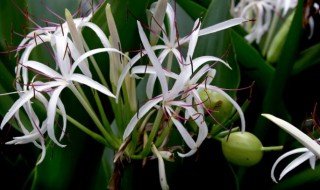 如何给文殊兰浇水 文殊兰怎么施肥