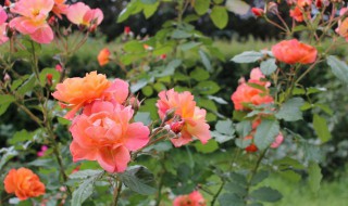 刺梅有毒吗家庭能养吗 家养刺梅花有毒吗