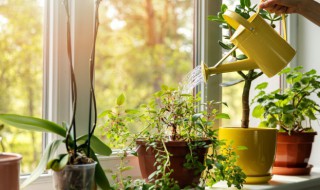 多肉身上很脏怎么洗 多肉脏了怎么清洗