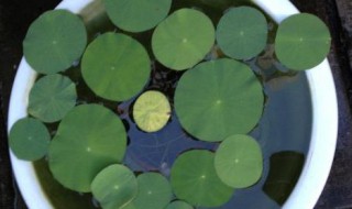 碗莲怎么开口（碗莲开口用什么开口）