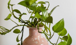 蟹爪兰开花后怎么修剪 蟹爪兰开花后怎么修剪让它再次开花视频