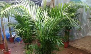 散尾葵烂根怎么办(散尾葵根部烂了)