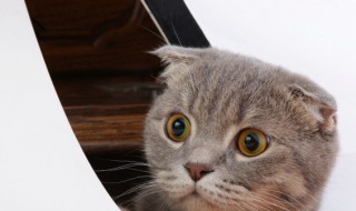 猫吸了猫薄荷会怎么样 猫吸猫薄荷有坏处吗