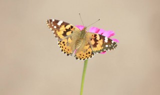 家里好多蛾子怎么办 家里很多蛾子怎么办