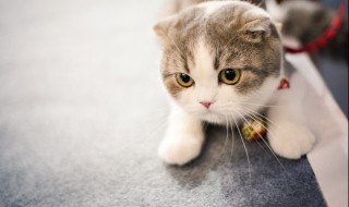 家里有野猫怎么驱逐 怎么驱赶家里的野猫