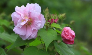 四季芙蓉花换盆后花打蔫怎么办 芙蓉花怎样换盆