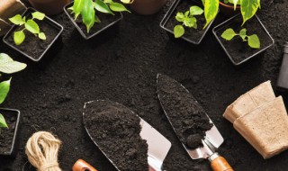 室内怎么种植蔬菜花果(怎么种植蔬菜水果)