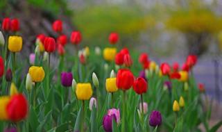 康乃馨怎么快速开大(康乃馨开的慢怎么办)