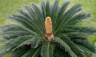 为什么要在铁树上钉铁钉 树上打铁钉干嘛的