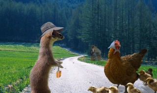 山林养鸡如何防止黄鼠狼 山上养鸡有黄鼠狼怎么办