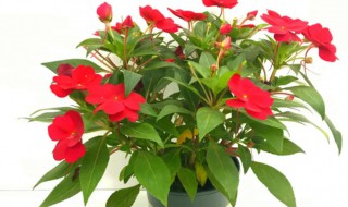 花盆里栽的的四季凤仙花怎么养 花盆里栽的的四季凤仙花怎么养护