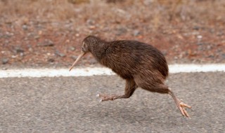 几维鸟又叫做什么鸟（几维鸟属于）