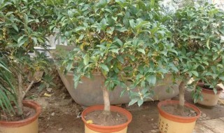 盆栽桂花树多长时间浇次硫酸亚铁（盆栽桂花一次浇多少硫酸亚铁吗）