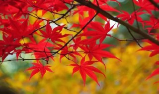 枫叶的叶子全都红了就像是什么 枫叶的叶子全都红了就像是什么歌