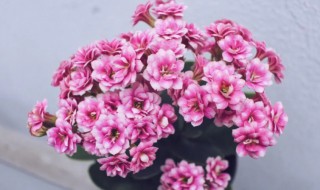 长寿花为何不开花光长叶子 长寿为什么光长叶不开花