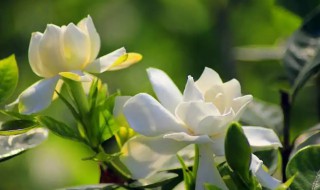 栀子花爱黄叶子花打蔫怎么办 栀子花叶子蔫了黄了怎么办