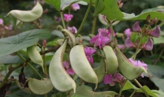 菜园冬季适合种什么蔬菜(秋季菜园种什么蔬菜)