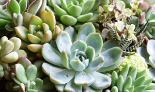 种下的多肉叶子蔫了是不是死了 刚种下的多肉叶子变蔫