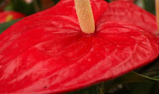 鹅掌花多长时间浇水 鹅掌柴多久浇水一次