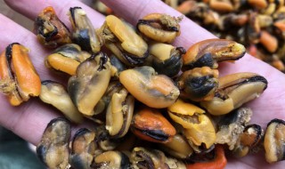 晒干的海虹干怎么清洗 海虹怎么晒成干