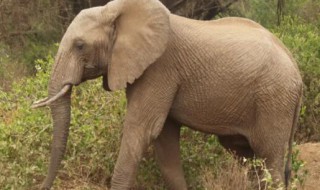 世界上最大的陆生动物是什么（当今世界上最大的陆生动物）