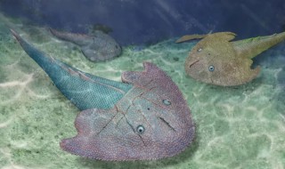 为什么无颌类鱼只有一个鼻孔（无颌鱼秒懂百科）