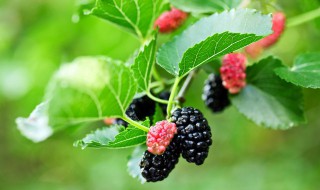 怎样洗桑椹干才能干净（桑葚怎么清洗才能洗得干净）