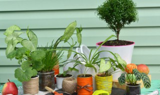 善于伪装的植物有哪些 你还知道哪些善于伪装的植物