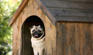 工作犬证有什么用（工作犬证和普通犬证）