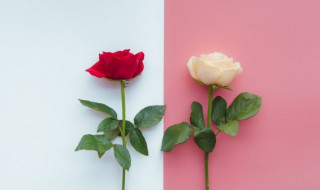 带刺的植物有哪些 带刺的植物有哪些图片