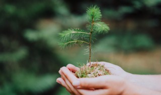 常见的裸子植物有哪些（常见的裸子植物有哪些科）