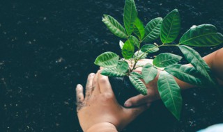 奇异的植物有哪些（奇异的植物有哪些特点写下来）