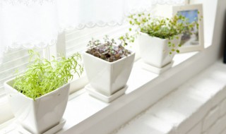 马兜铃科植物有哪些（马兜铃科植物有哪些药材）