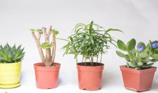 长条叶子植物有哪些（长条叶子植物图片）