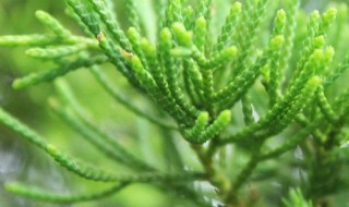 柏树开花有什么兆头（柏树开花象征着什么吗）