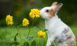 守株待兔这则寓言告诉我们什么(守株待兔这则寓言告诉我们什么道理)