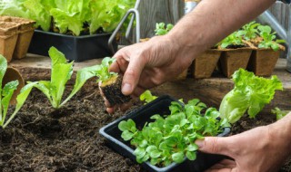 百里香种子种植方法 百里香种子种植方法步骤