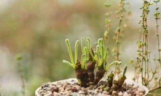 碧光环种子种植方法（碧光环怎么繁殖）