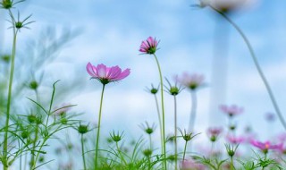 格桑花的种子种植方法 格桑花种子怎么养