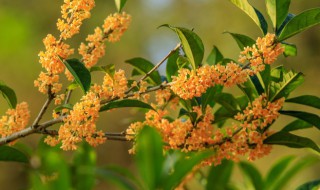 桂花树苗什么时候种植（桂花树苗什么时候育苗）