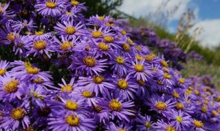 紫苑花的养殖方法 紫苑繁殖方法