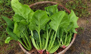 菠菜科学种植方法（菠菜种植方法全过程）