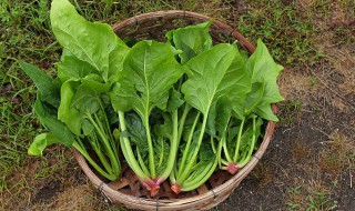 种植菠菜怎么施肥该施什么肥料 种植菠菜怎么施肥该施什么肥料最好