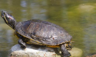 苏卡达陆龟是保护动物吗（苏卡达陆龟寿命）