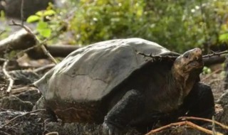 亚巨龟是保护动物吗 亚巨龟属于