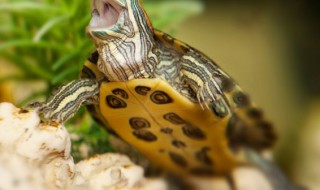 石金钱龟是保护动物吗 石金钱龟是不是保护动物