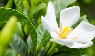 如何养好栀子花的花骨朵（栀子花花骨朵太多怎么修剪）