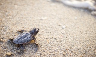 如何养好黄缘龟 黄缘龟简单养殖环境
